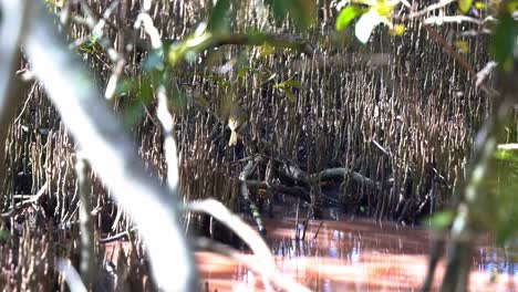 A-pair-of-wild-yellow-throated-honeyeater,-nesoptilotis-flavicollis-spotted-at-the-mangrove-forest-during-breeding-season,-the-water-turns-pink-due-to-blue-green-algae-bloom,-Boondall-wetlands-reserve