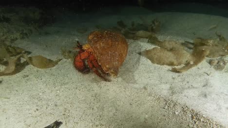 red hermit crab in its shell on the ocean floor