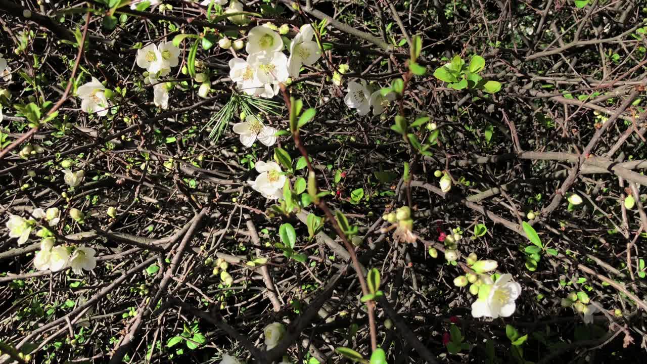 덤불 에 있는  꽃