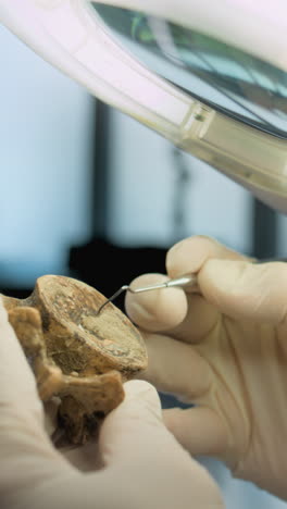 archaeologist examining ancient bone specimen