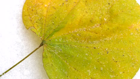 snow falling over a fallen leaf