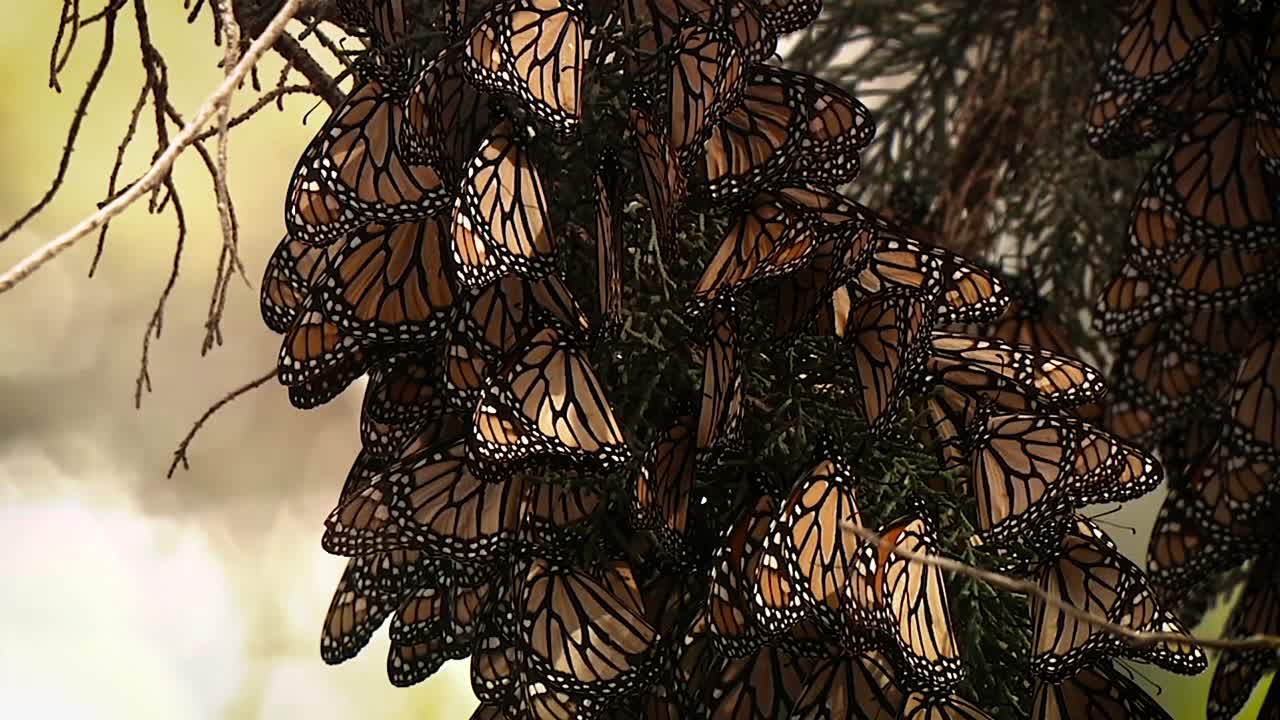 несколько бабочек-монархов в большой группе на сосне начинают шелестеть крыльями
