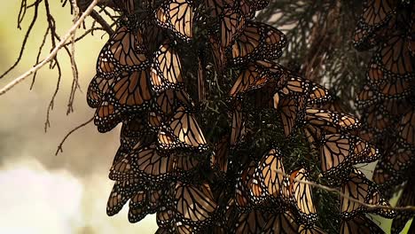 a few monarch butterflies in a large group on a pine tree begin to rustle their wings