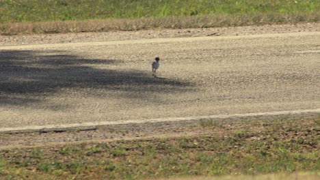 Baby-Chick-Masked-Lapwing-Plover-Walking-Across-Road-Street
