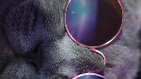 disco cat in trendy glasses in neon light the cat is dancing on a purple background disco cat in trendy glasses in neon light the cat is dancing on a purple background slow motion
