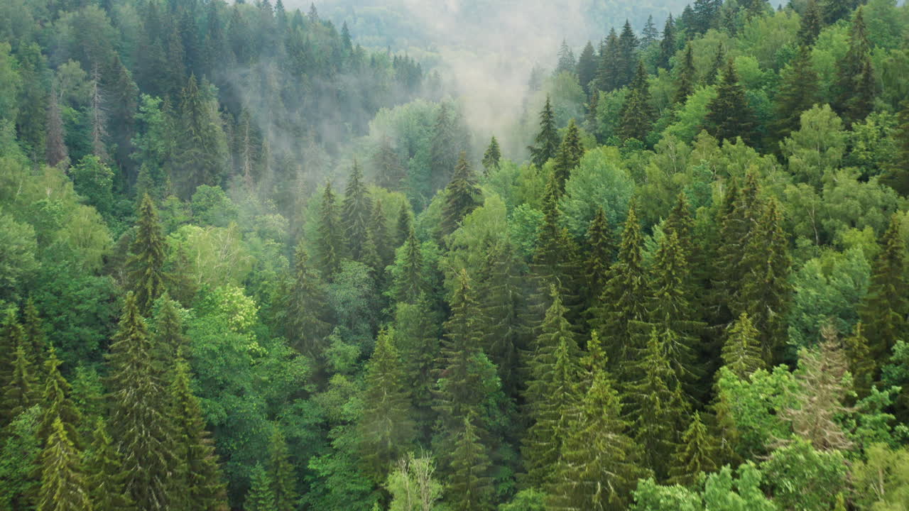 Foresta verde montuosa con nebbia nella valle, ripresa aerea con drone.