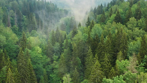 mountainous green forest with fog in valley, aerial drone shot