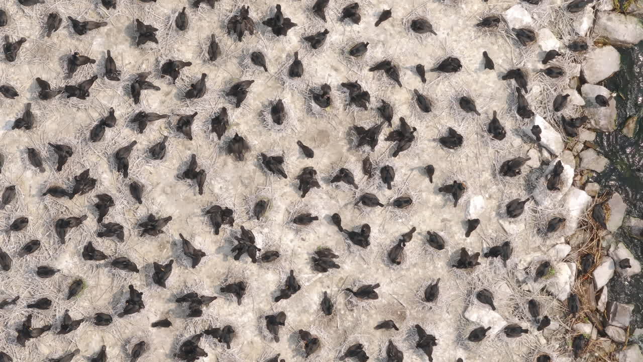 Extreme close-up aerial of dense group of cormorants nesting on white sand with scattered rocks