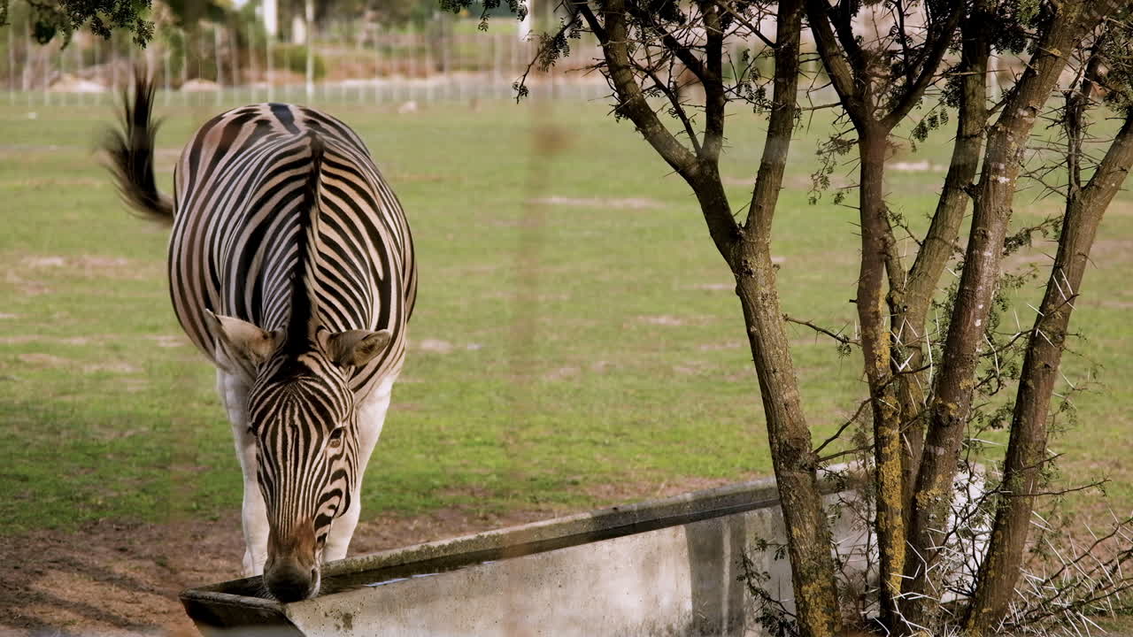 Inquadratura frontale di una zebra imponente che beve all'abbeveratoio, scuotendo la coda.