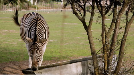 tiro frontal de zebra impressionante bebendo no cocho sacudindo o rabo