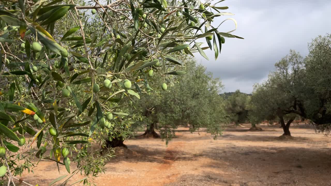 de las aceitunas en las ramas a un olivar