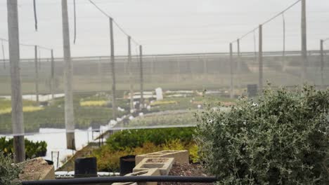 Tracking-shot-of-plants-under-cover-at-a-nursery