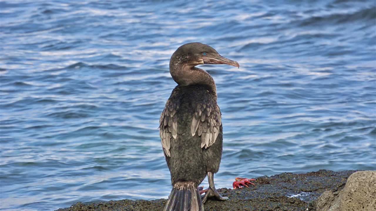 Cormorano delle Galapagos incapace di volare che salta verso l'acqua a Punta Espinoza sull'isola Fernandina nelle Isole Galapagos.