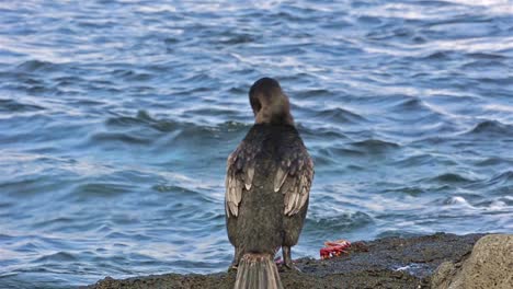 Galapagos-Flugunfähiger-Kormoran,-Der-Bei-Punta-Espinoza-Auf-Der-Insel-Fernandina-Auf-Den-Galapagos-Inseln-In-Richtung-Wasser-Hüpft-Towards