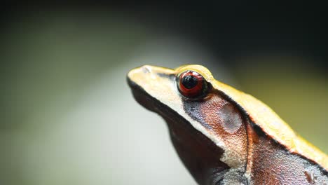 Rana-Bicolor-De-Los-Ghats-Occidentales-De-La-India-En-Los-Bosques-Semiverdes-Durante-La-Temporada-De-Monzones,-Una-Vista-Lateral-Cerrada-Con-El-Ojo-Rojo-Con-Fondo-Oscuro