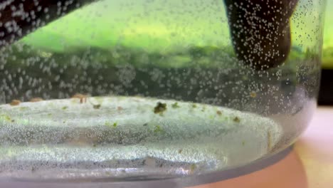 renacuajo bebé en acuario con madera a la deriva y algas