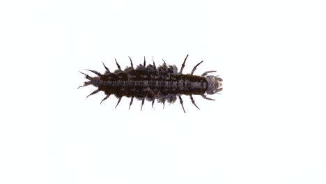 hellgrammite larva isolated on white background.  larva of a dobsonfly