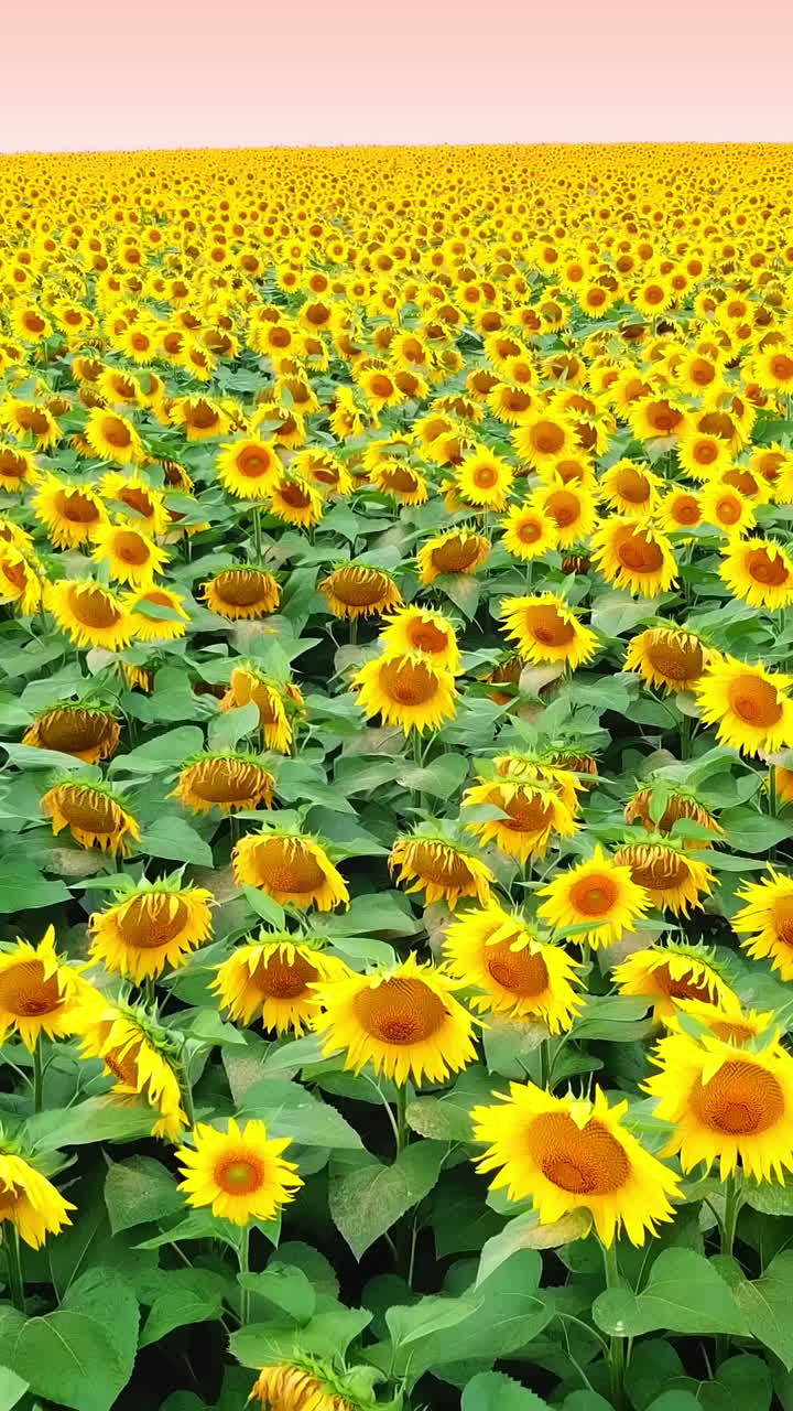 Amazing view of sunflowers swaying on the wind in a field in summer. Flight over beautiful sunflower field. Aerial view Vertical video