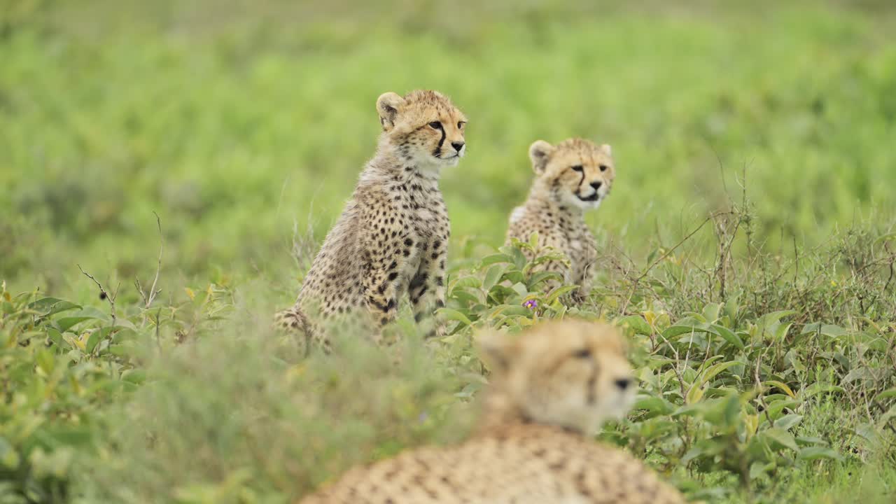 Cheetah Cubs in the African Savanna