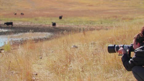 Female-Photographer-Capturing-Photos-of-Cattle-Herd