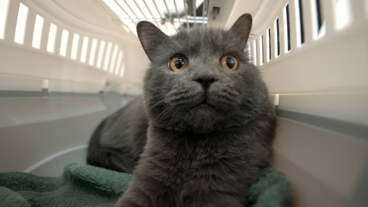 Close up of a British Shorthair cat lying in a white crate