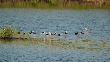 Garza-Real-Ardea-Cinerea-A-La-Derecha-Con-Una-Bandada-De-Zancos-De-Alas-Negras-Himantopus-Himantopus,-Tailandia