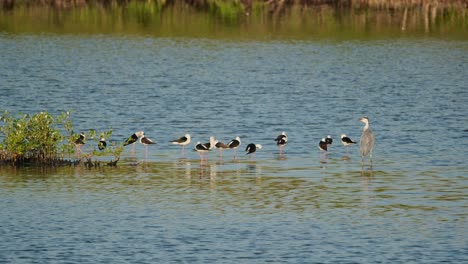 la garza gris ardea cinerea a la derecha con una bandada de estacas de alas negras himantopus himantopis, tailandia
