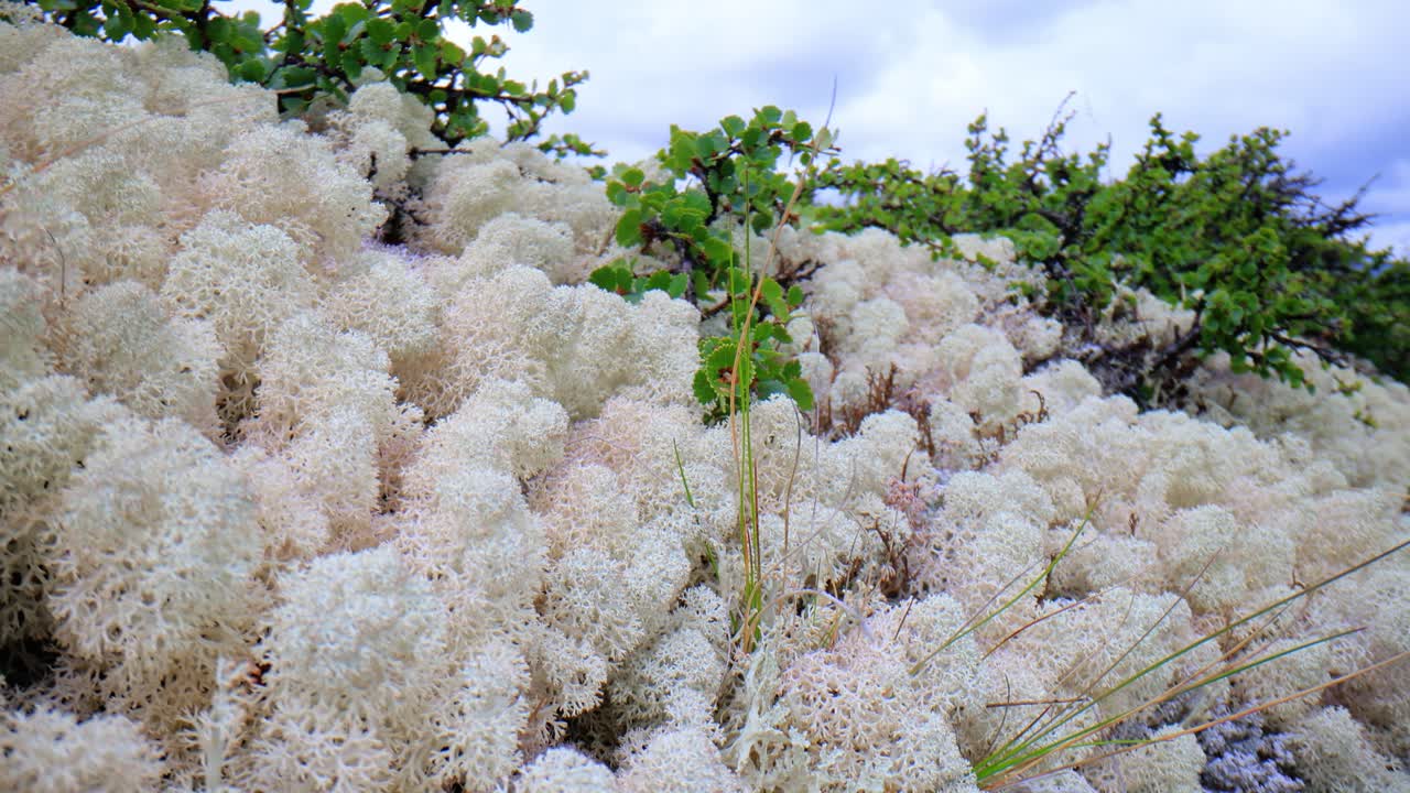 북극 드라, 아름다운 자연, 노르웨이 자연 풍경
