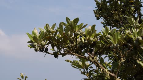 Mid-shot-of-Karo-PITTOSPORUM-crassifolium-seed-pods-on-the-island-of-St-Agnes-at-the-Isles-of-Scilly
