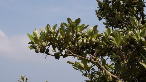mediano tiro de las vainas de semillas de karo pittosporum crassifolium en la isla de st agnes en las islas scilly