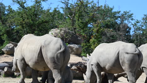 zoological park of france, rhinoceros are moving their tail and resting in a herd