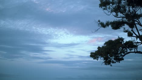 Timelapse-of-tree-branches-gently-swaying-in-the-wind-as-the-sunset-spills-cool-blues-and-pinks-into-the-fluffy-white-clouds-floating-above