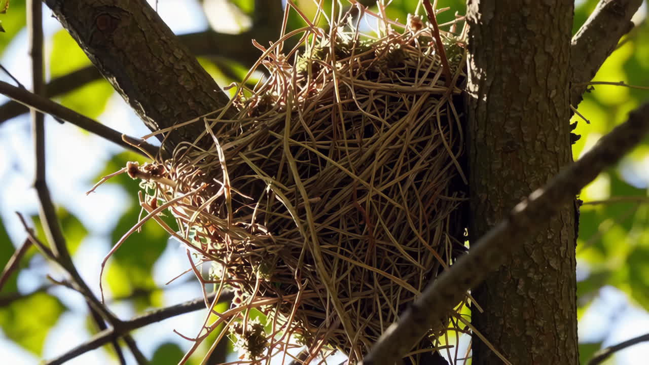 Bird's Nest in a Tree