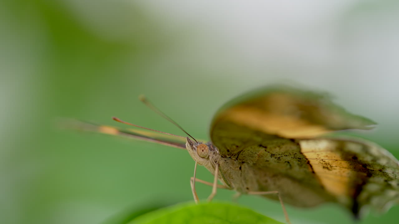 macro extrema del cuerpo de mariposa amarilla salvaje descansando sobre hojas verdes en el desierto