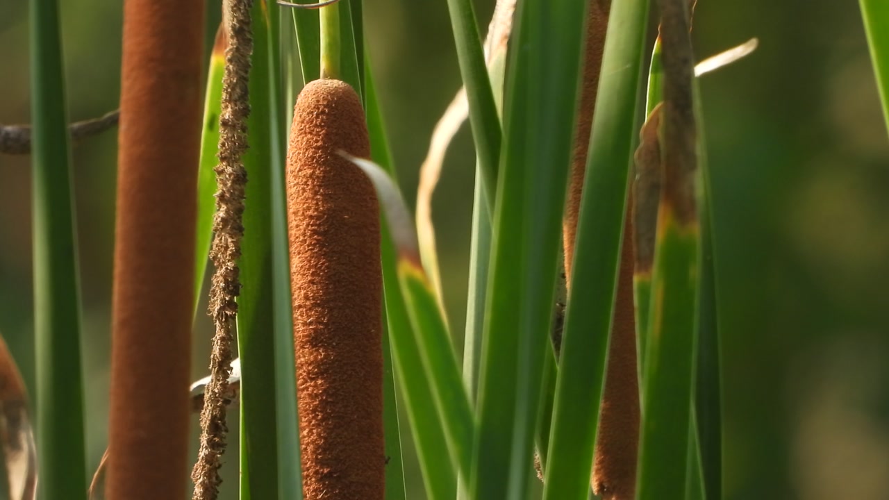 Green Beautiful Bulrush seeds .