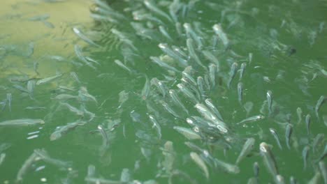 bred flathead grey mullet school of fish at aquaculture plant