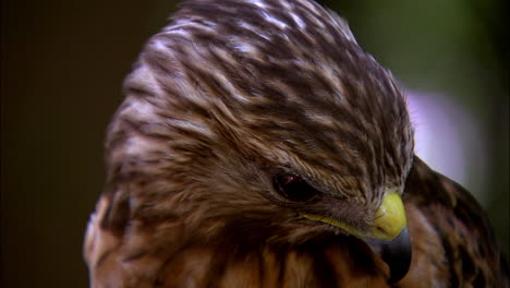 tight-shot-of-hawks-face