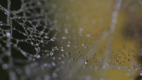 cámara lenta de una telaraña temblando al sol y brillando con escarcha