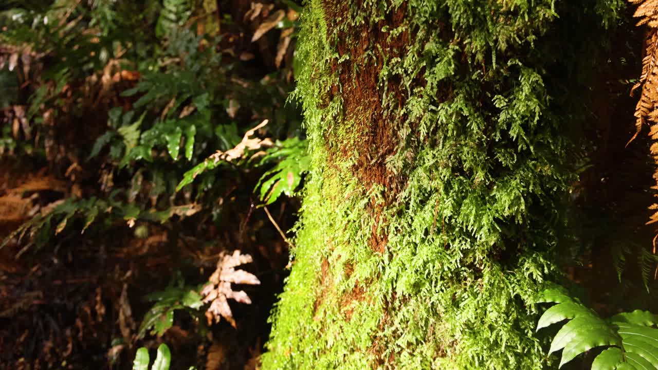 primer plano del tronco de un árbol de musgo en un bosque exuberante