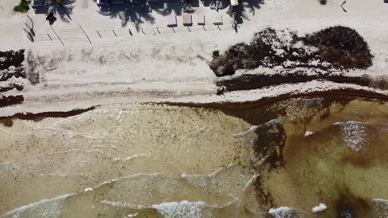 White sand tropical beach covered in Sargassum as brown ocean waves crash onto the shoreline in Tulum Mexico, aerial top down