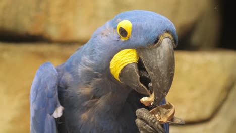 vibrant blue parrot with yellow beak enjoys a tasty nut showcasing its beauty. this video shows a blue parrot with a yellow beak enjoying a nut, showcasing its vivid colors and playful behavior, perfect for nature lovers