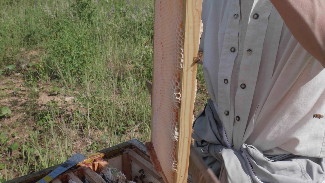 Beekeeper brushes bees off the honeycomb with a wooden brush