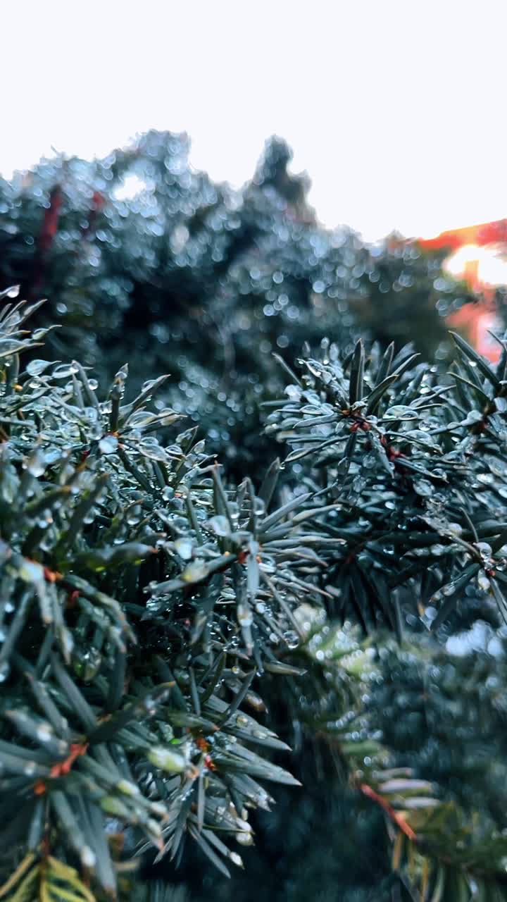 Nærbillede af stedsegrønne fyrrenåle med vanddråber. Makrobillede af grønne grantrægrene dækket af regndråber med bokeh-baggrund