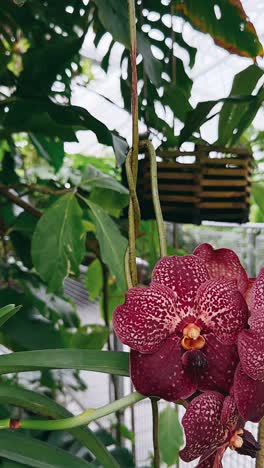 primer plano de una orquídea púrpura oscura en el invernadero