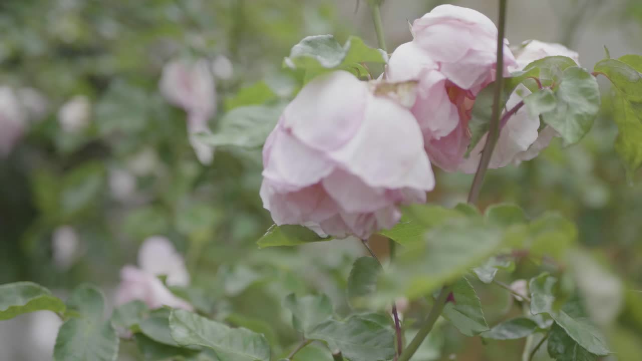 primer plano de dos rosas rosas en un jardín