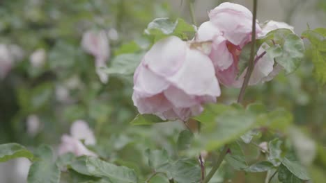 Closeup-of-two-pink-roses-in-a-garden