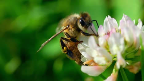 bee on a white flower in a beautiful spring day collecting nectar - macro shot
