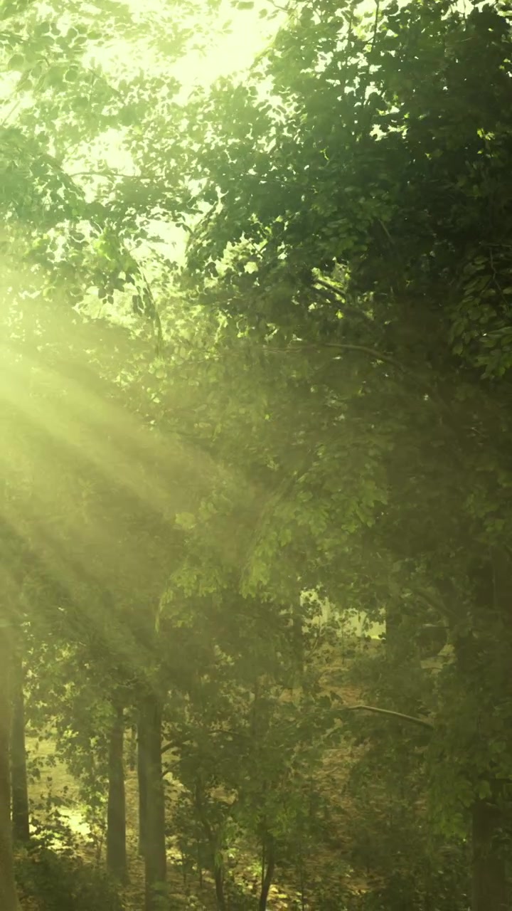 Light shining through trees in a forest location during the day