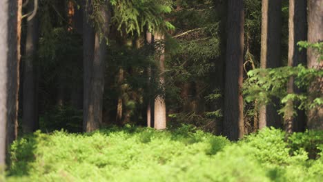 tall slender pine trees tower above the lush sunlit carpet of blueberry bushes