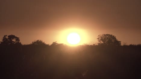 Puesta-De-Sol-De-Los-Everglades-Naranjas-Con-Silueta-De-Follaje